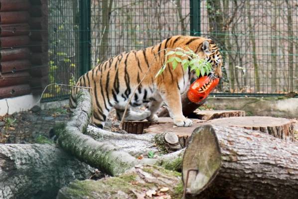 zoologijos-sode-svente-moliugu-ir-gyvunu-myletojams