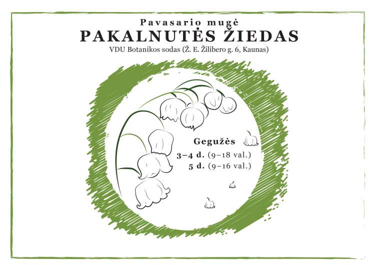 mugė, Į Kauną atkeliauja „Pakalnutės žiedas“, Kaunieciams.lt