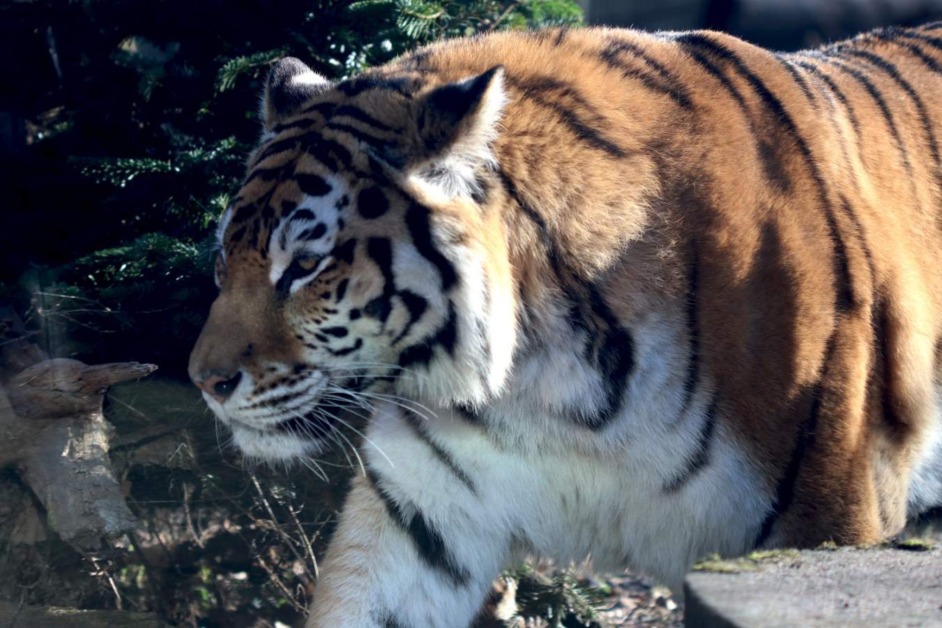 tigrai, Svarbiausi pasaulio dryžiai slepiasi ir Lietuvos zoologijos sode, Kaunieciams.lt