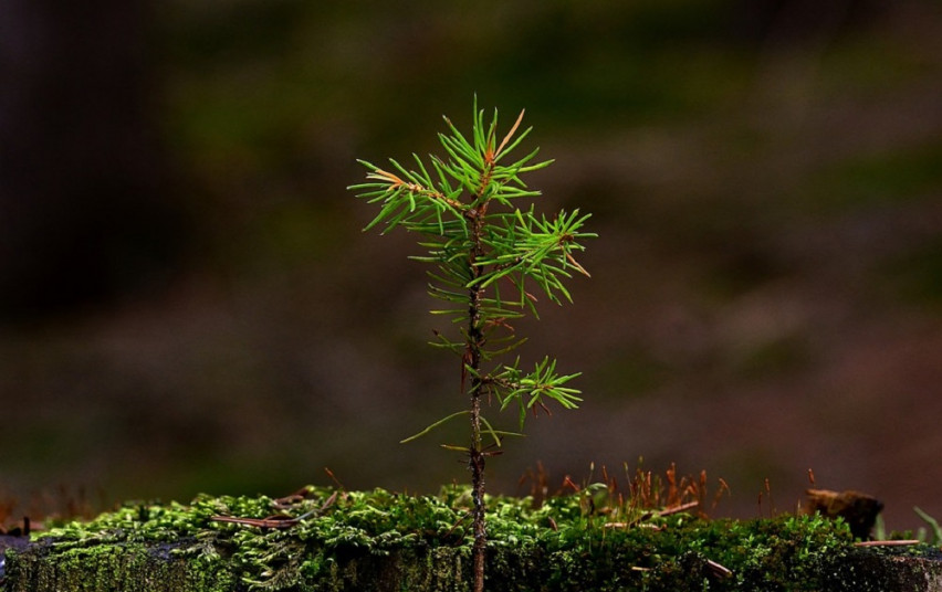 nature-4834431_960_720.jpg