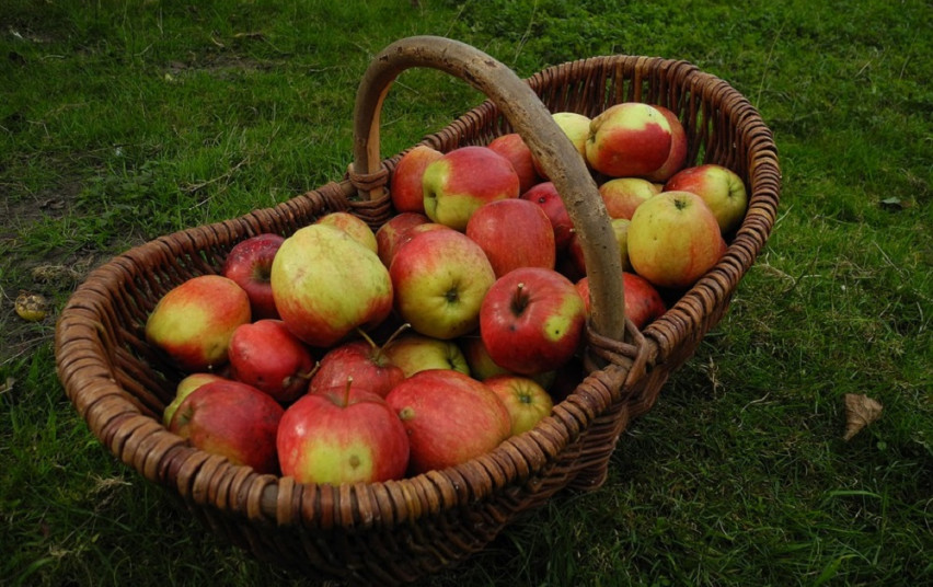 harvest-2647099_960_720.jpg